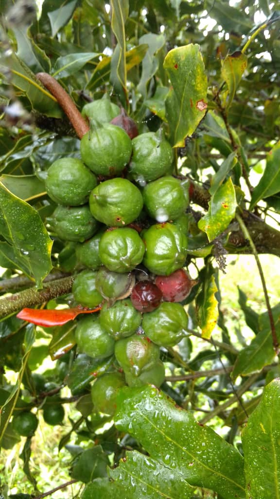 Macadamia Nuts and Heart Health: What the Research Shows