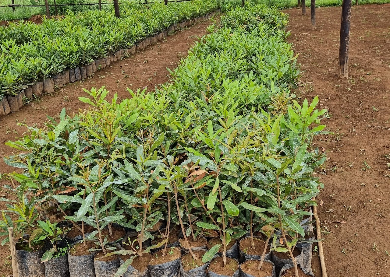 Macadamia orchards